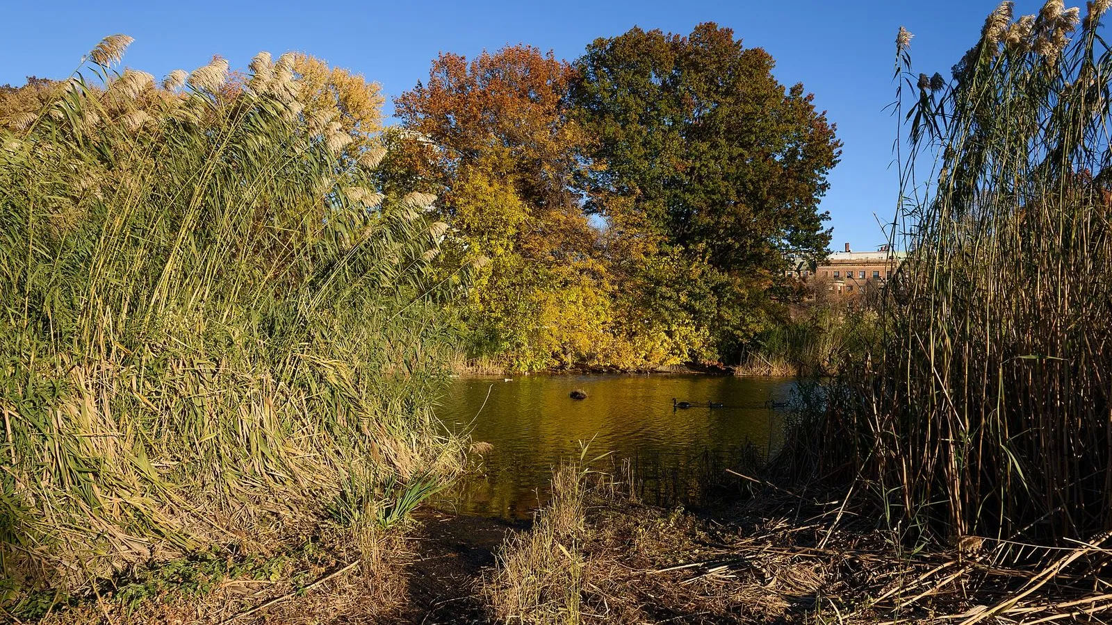 Back Bay Fens