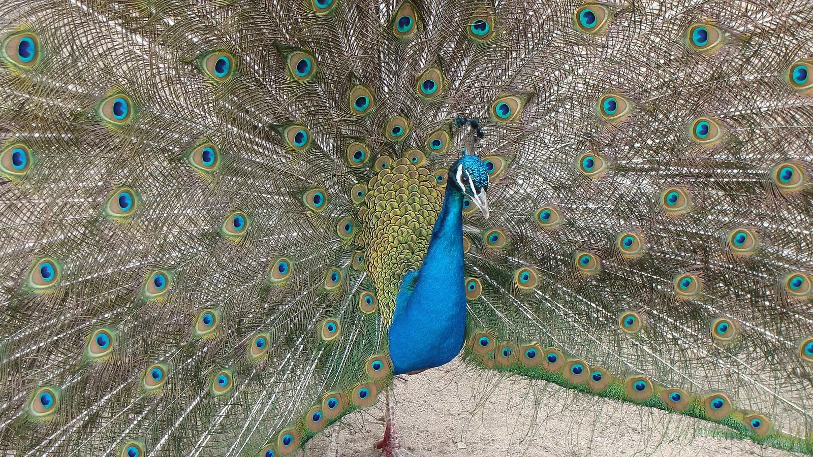 Parc animalier Charles-Édouard Beltremieux